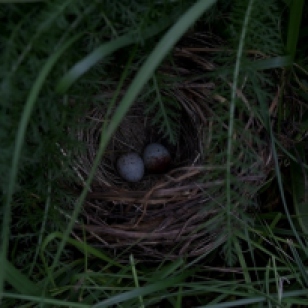 Bird nest under yarrow