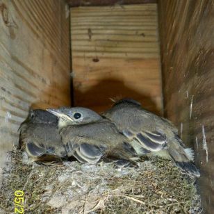 Bird nest under deck
